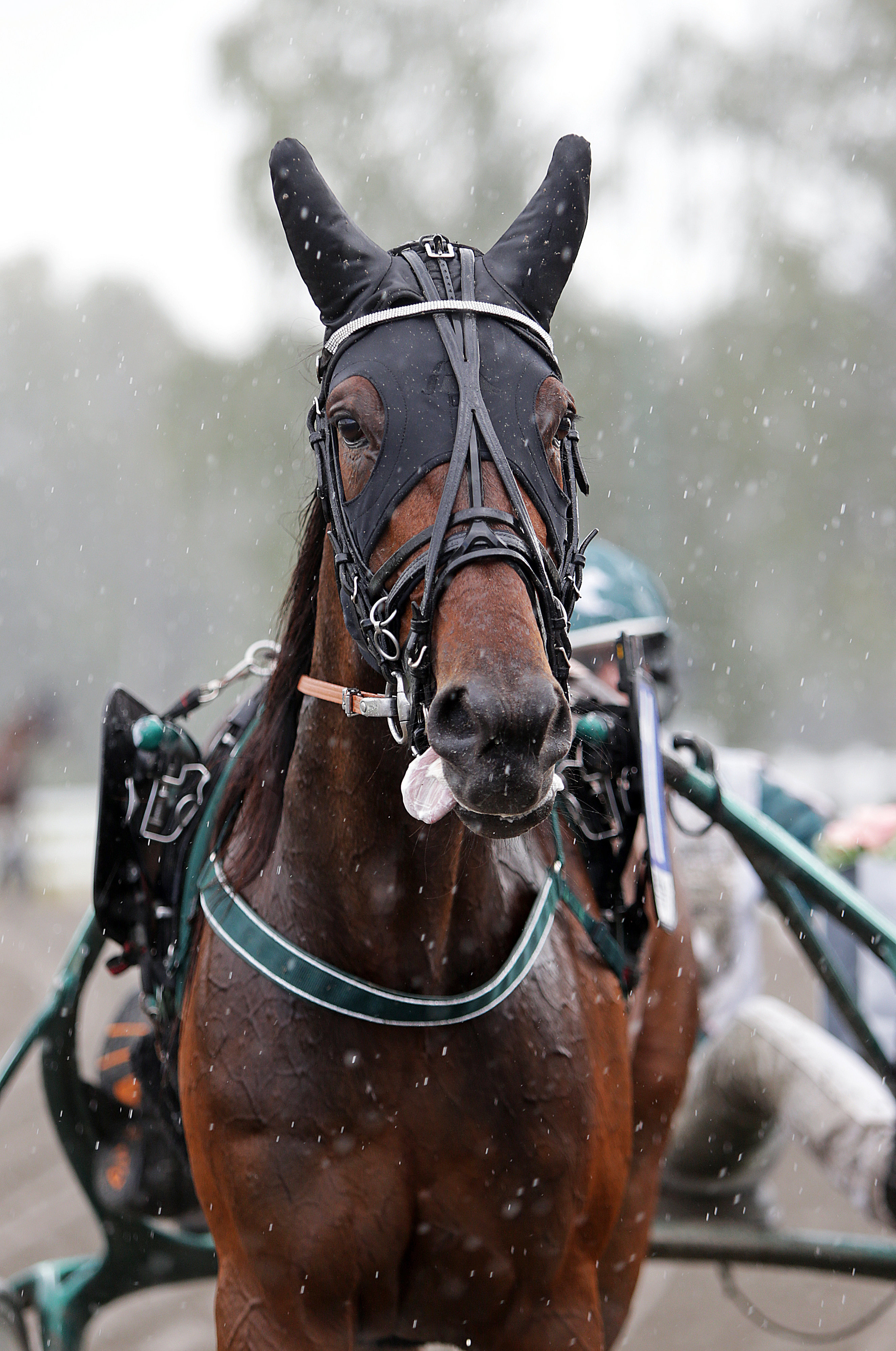 På tisdag gäller det för G.B.G Postponed att hålla tungan rätt i mun i uttagningslopp till Stoderbyt. Foto; ALN Pressbild